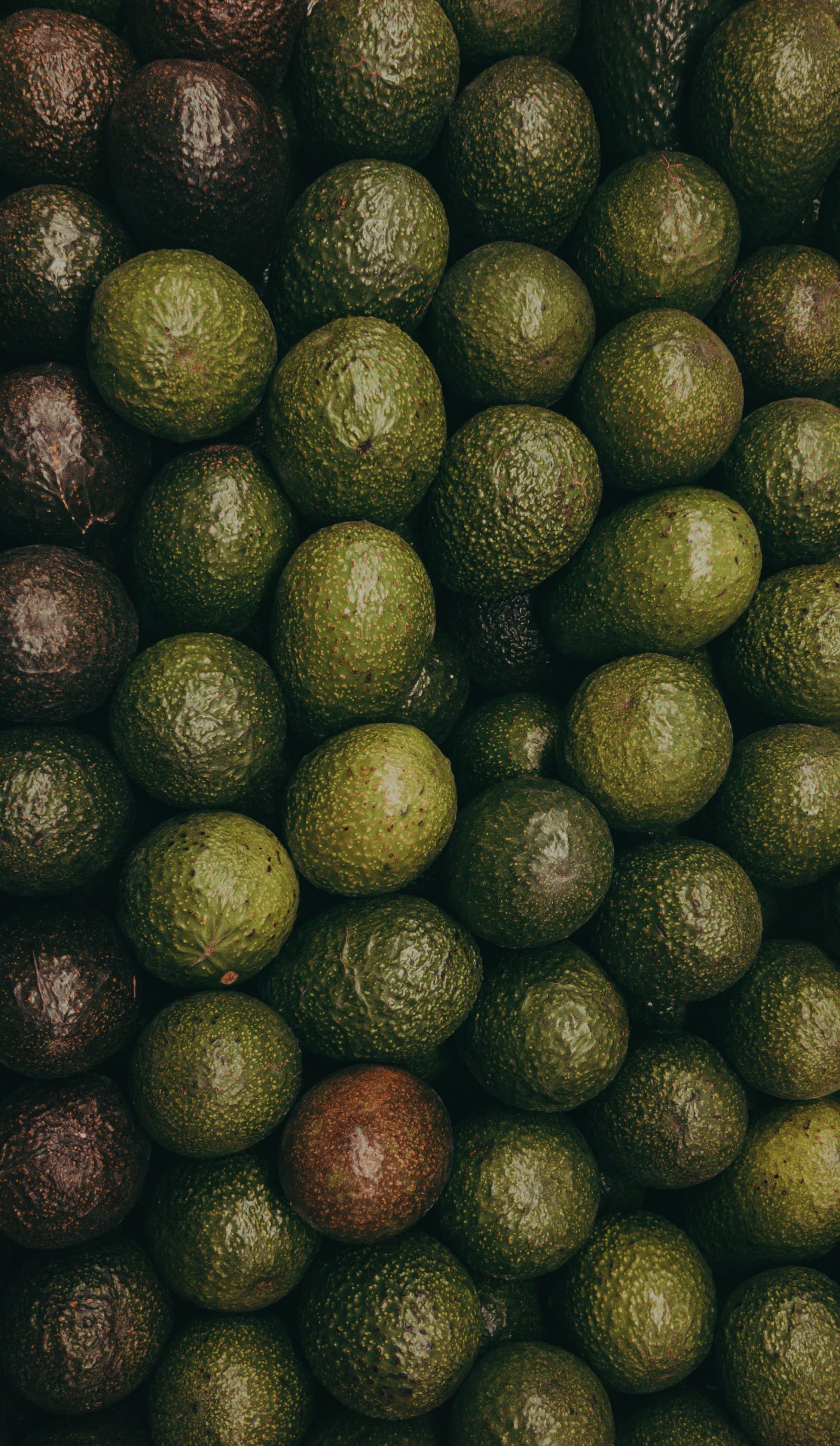 Avocadoes contain vitamin B